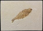 Bargain Knightia Fossil Fish - Wyoming #39684-1